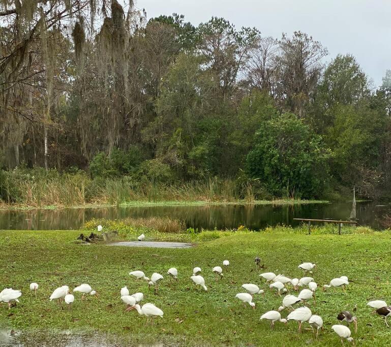 Professor Rousseau'S Manatee Bay Apartment คริสตัลริเวอร์ ภายนอก รูปภาพ