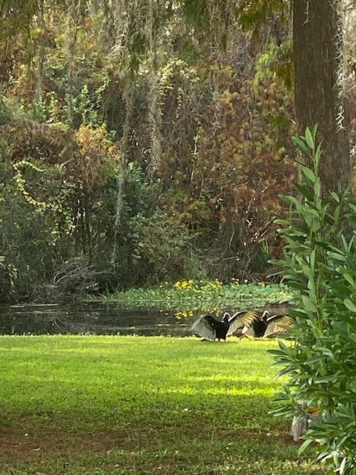Professor Rousseau'S Manatee Bay Apartment คริสตัลริเวอร์ ภายนอก รูปภาพ